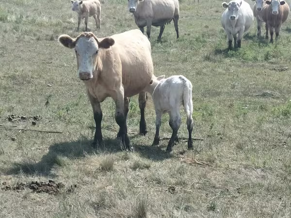 گاو ماده, نژاد آولی‌اکول