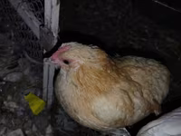 Chickens — акс 2