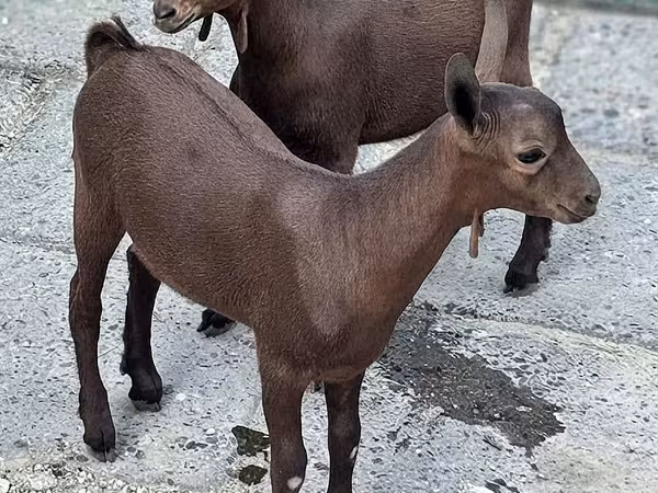 تيس, Murcia-Granada goats