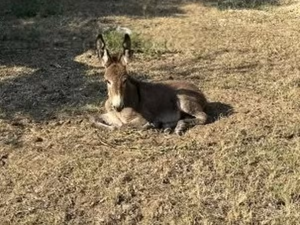 Horse (M), Horses — Hungary