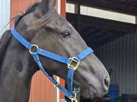 Caballo, Rocky Mountain Horse — foto 4