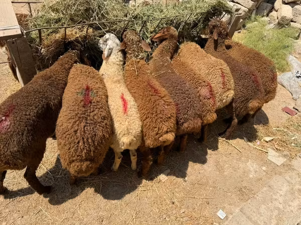 قوچ, گوسفند