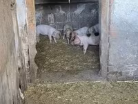 Cerda, Cerdos — foto 1