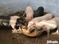 Babi betina, Вьетнамская вислобрюхая — foto 2