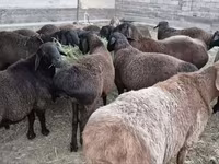 雄羊, Hissar sheep — 写真 2
