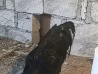 Chickens — zdjęcie 7