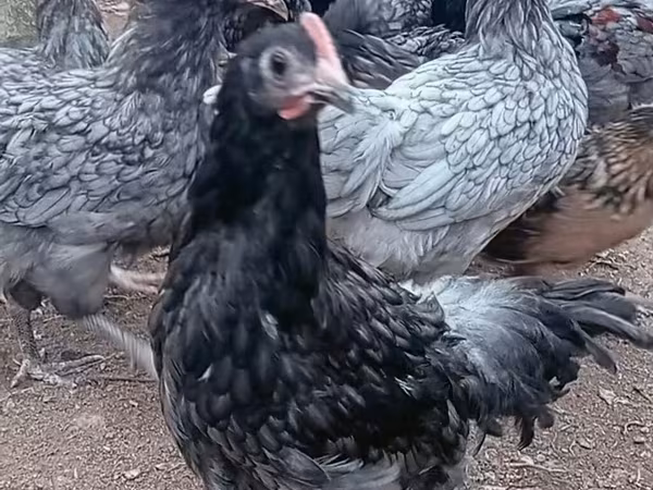 Chickens
