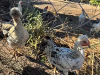 Silkie — foto 2