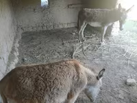 مادیان, اسب — عکس 1