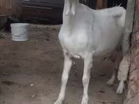 بز ماده, بز — عکس 4
