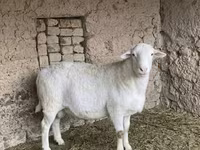 ვერძი, Dorper sheep — ფოტო 1