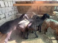Beran, Rhon sheep — foto 4