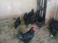 Chickens — sawirka 2