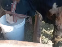 Bulle, Swiss cattle — Foto 4