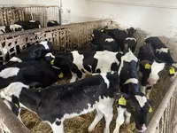 ወንድ በሬ, Holstein breed — ፎቶ 3