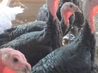 Turkeys — ფოტო 4