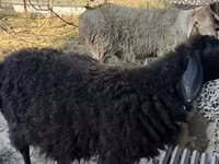 Beran, Hissar sheep — foto 3