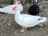 Ducks — fotografija 5