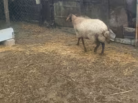 Brebis, Moutons — photo 2
