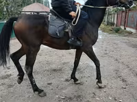Kuda jantan, Thoroughbred horse — foto 4