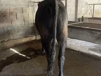 ወንድ በሬ, Swiss cattle — ፎቶ 7