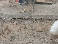 Chickens — عکس 1
