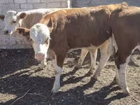 Bovini (lotto, sesso non specificato), Swiss cattle — foto 3