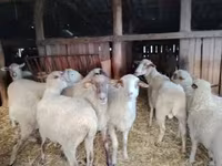 میش, Ile-de-France sheep — عکس 3