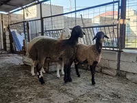 แกะตัวเมีย, Blackheaded Persian sheep — รูปภาพ 2