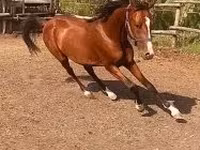 گھوڑا, Arabian horse — تصویر 4