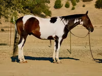 Kuda jantan, National Show Horse — foto 1