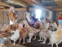 Chickens — الصورة 1