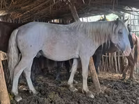 Hingst, Kazakh horse — foto 8