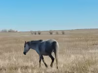 Klisna, Kazakh horse — foto 5