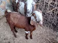 Cabra, Beetal goats — foto 1