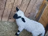 Beran, Wallis Country sheep — foto 2