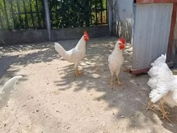 leghorn