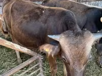 Lembu jantan, Cattle — foto 8