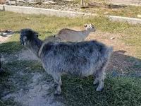 بز ماده, بز — عکس 3
