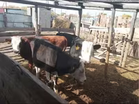 황소, Simmental cattle — 사진 1