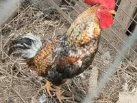 Chickens — foto 2