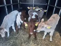 Toro, Simmental cattle — foto 2