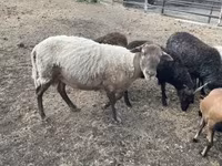 Baran, Merino sheep — zdjęcie 7