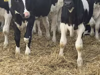 سانڈ, Russian Black pied cattle — تصویر 6