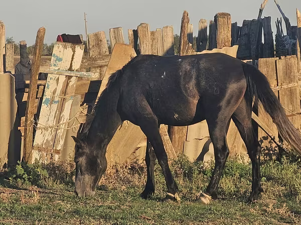 Hingst, Heste