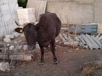 Krava, Skot — foto 3