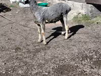 Beran, Edilbay sheep — foto 4