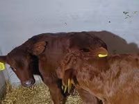 Toro, Simmental cattle — foto 6