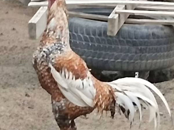 مرغ ابلق طلایی چک