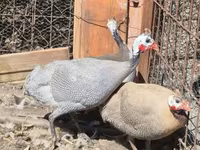 ላቬንደር — ፎቶ 4
